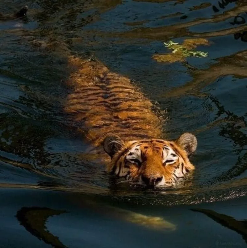 tigre