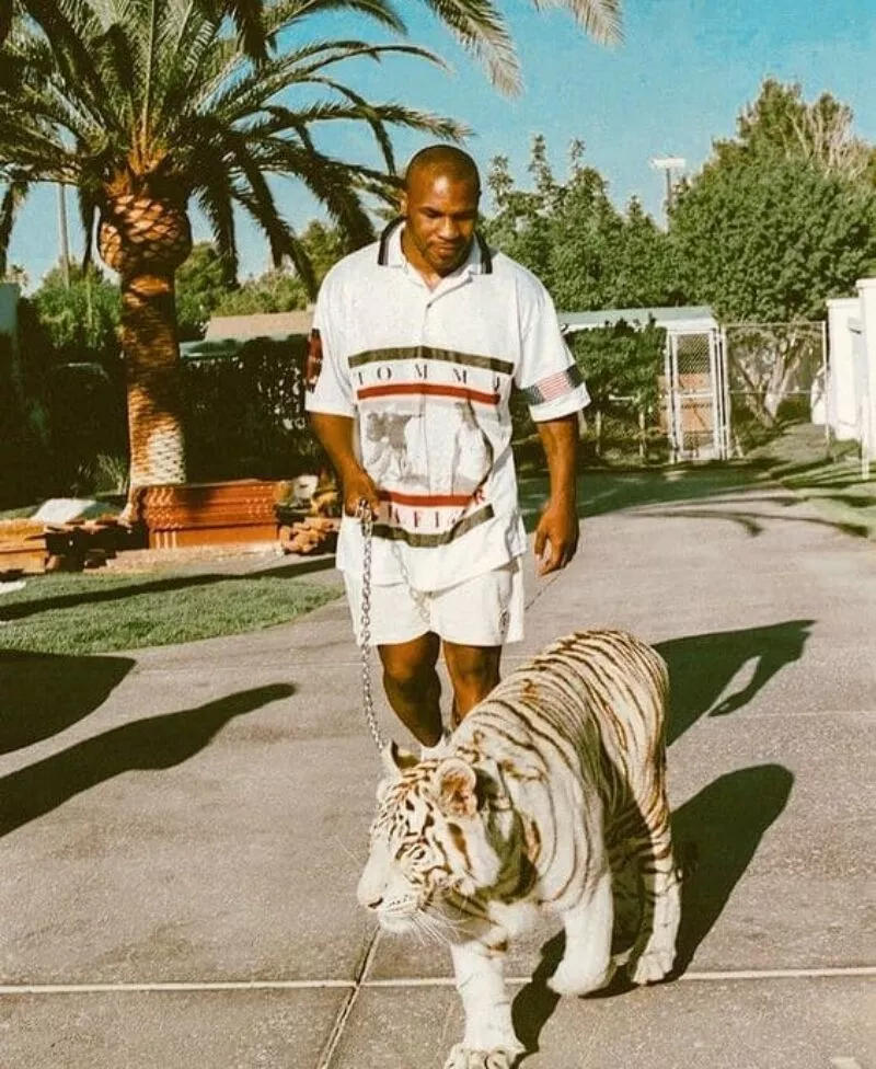 mike-tyson-tigre